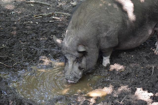 勒沃库森近 勒沃库森近